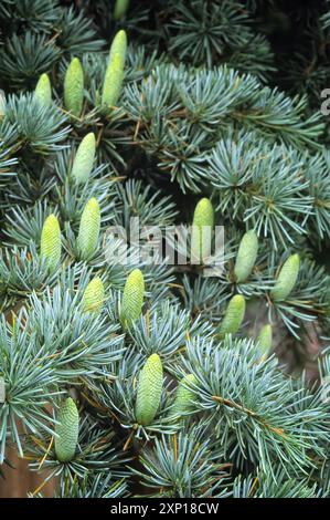 Cèdre de l'Atlas (Cedrus atlantica), Pinaceae. grand conifère, plante ornementale. Château de Sammezzano, Toscane, Italie. Banque D'Images