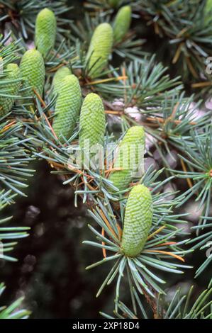 Cèdre de l'Atlas (Cedrus atlantica), Pinaceae. grand conifère, plante ornementale. Château de Sammezzano, Toscane, Italie. Banque D'Images