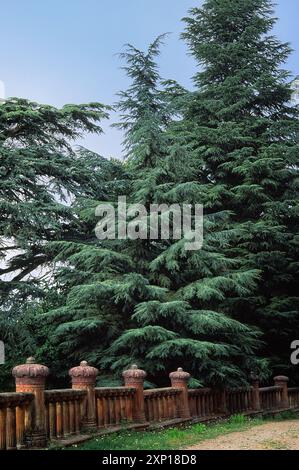 Cèdre de l'Atlas (Cedrus atlantica), Pinaceae. grand conifère, plante ornementale. Château de Sammezzano, Toscane, Italie. Banque D'Images