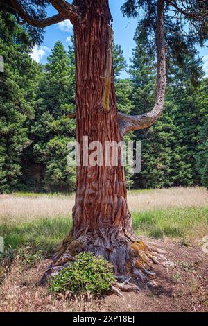 Cèdre rouge occidental (Thuja plicata = Thuja gigantea), Cupressaceae. grand conifère, plante ornementale. Château de Sammezzano, Toscane, Italie. Banque D'Images