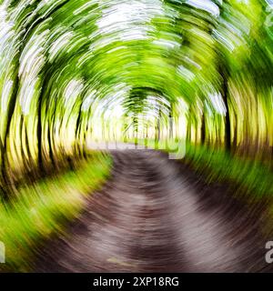 Un chemin serein et serein sinueux, magnifiquement entouré d'arbres verdoyants, invitant à la fois à l'exploration et à l'aventure Banque D'Images