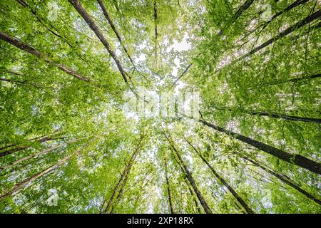 Une vue merveilleusement sereine avec des feuilles vertes ensoleillées et de grands arbres, mettant véritablement en valeur la beauté de la nature Banque D'Images
