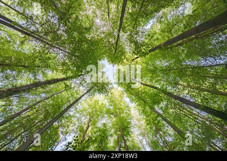 Une vue merveilleusement sereine avec des feuilles vertes ensoleillées et de grands arbres, mettant véritablement en valeur la beauté de la nature Banque D'Images
