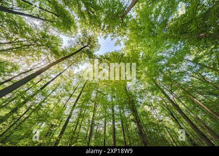 Une vue merveilleusement sereine avec des feuilles vertes ensoleillées et de grands arbres, mettant véritablement en valeur la beauté de la nature Banque D'Images