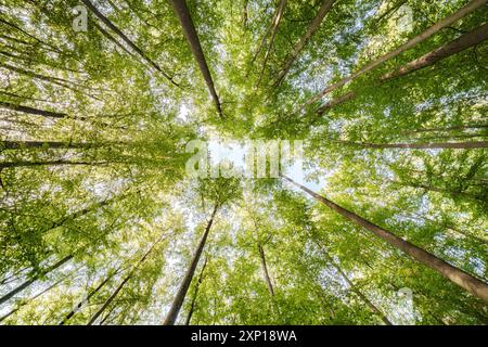 Une vue merveilleusement sereine avec des feuilles vertes ensoleillées et de grands arbres, mettant véritablement en valeur la beauté de la nature Banque D'Images