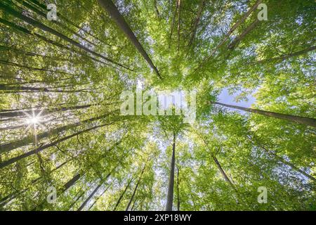 Une vue merveilleusement sereine avec des feuilles vertes ensoleillées et de grands arbres, mettant véritablement en valeur la beauté de la nature Banque D'Images