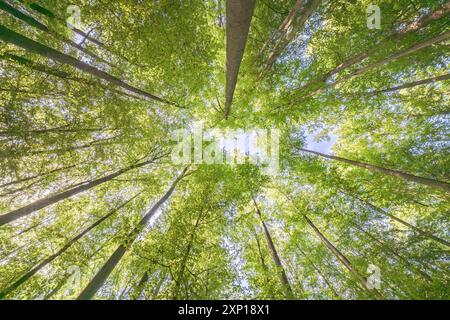 Une vue merveilleusement sereine avec des feuilles vertes ensoleillées et de grands arbres, mettant véritablement en valeur la beauté de la nature Banque D'Images