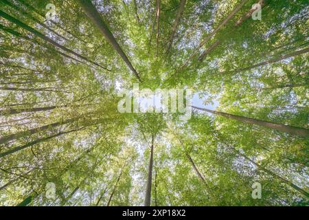 Une vue merveilleusement sereine avec des feuilles vertes ensoleillées et de grands arbres, mettant véritablement en valeur la beauté de la nature Banque D'Images