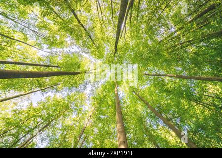 Une vue merveilleusement sereine avec des feuilles vertes ensoleillées et de grands arbres, mettant véritablement en valeur la beauté de la nature Banque D'Images