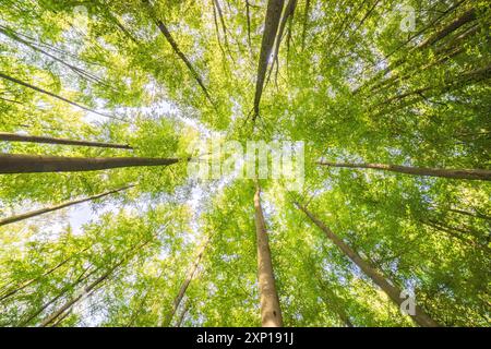 Une vue merveilleusement sereine avec des feuilles vertes ensoleillées et de grands arbres, mettant véritablement en valeur la beauté de la nature Banque D'Images