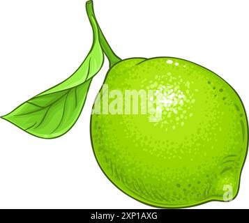 Illustration détaillée colorée de fruit de citron vert Illustration de Vecteur