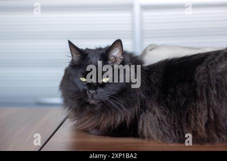 Un chat noir élégant, caractérisé par ses yeux jaunes frappants, est confortablement allongé sur une table en bois poli, profitant de son moment de repos Banque D'Images