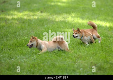 Deux chiens Shiba Inu jouant sur une prairie verte Banque D'Images