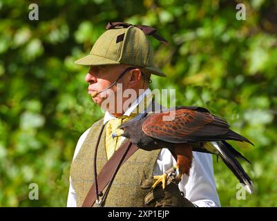 Harris Hawk sur le gant de maître masculin. Banque D'Images