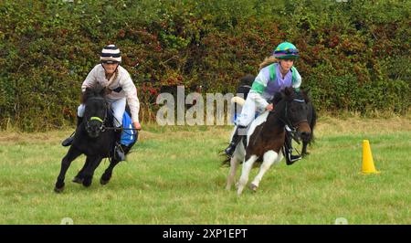 Shetland poney Racing ou Dinky Derby Banque D'Images