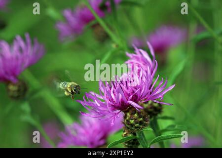 Une abeille mellifère vole vers un Knapweed commun (Centaurea Nigra, Black Knapweed) avec une tête de fleur violette ressemblant à du chardon. Prairie de fleurs sauvages, Angleterre. Juillet Banque D'Images