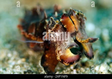 Gros plan d'un poisson-seiche flamboyant (Metasepia pfefferi). Ambon, Indonésie Banque D'Images