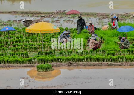 Plantation de riz pendant la saison des pluies, Luang Namtha, Laos Banque D'Images