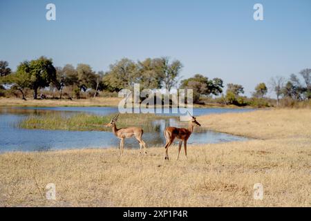 Une paire d'antilopes Impala debout près d'un plan d'eau dans un champ d'herbe par une journée ensoleillée en Namibie Banque D'Images