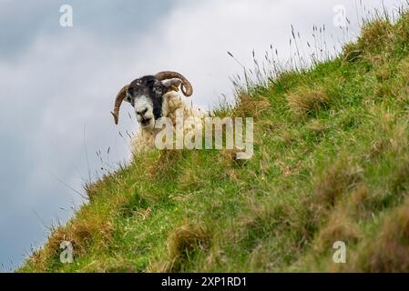 Gros plan de moutons de race montagneuse à face noire sur une pente montagneuse. Banque D'Images