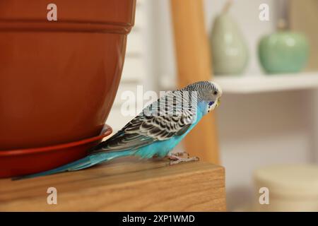 Perroquet pour animaux de compagnie. Beau budgerigar assis sur une table en bois à la maison Banque D'Images