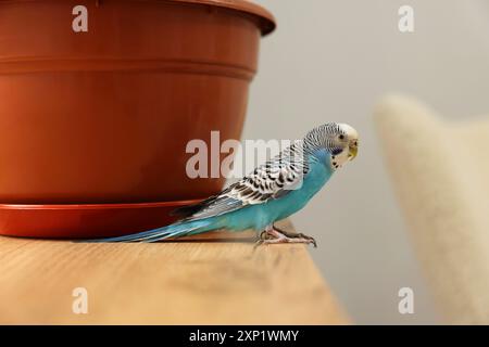 Perroquet pour animaux de compagnie. Beau budgerigar assis sur une table en bois à la maison Banque D'Images