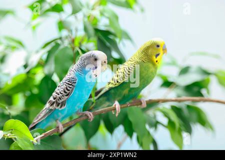 Perroquet pour animaux de compagnie. Mignons budgerigars assis sur le bâton sur fond flou Banque D'Images