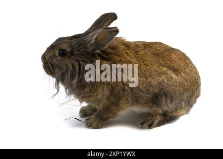 portrait de studio de lapin de couleur fauve assis sur fond blanc vue arrière Banque D'Images