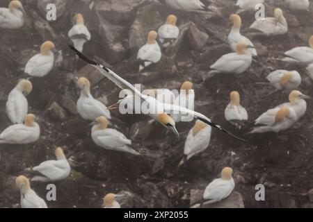 Dans le brouillard de bassan, Morus bassanus, réserve écologique de Cape St. Mary's, Terre-Neuve, Canada, colonie de reproduction des oiseaux,, Banque D'Images