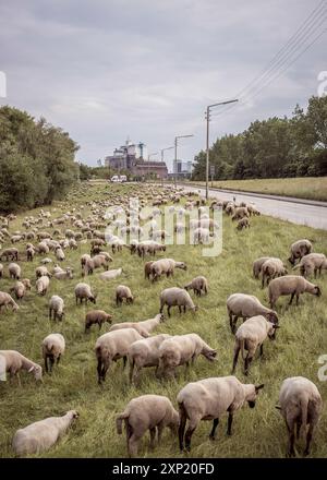 Un troupeau de moutons paissant paisiblement dans les champs verdoyants de Wilhelmsburg, Hambourg. La scène rurale sereine contraste avec les structures industrielles en arrière-plan sous un ciel nuageux. Banque D'Images