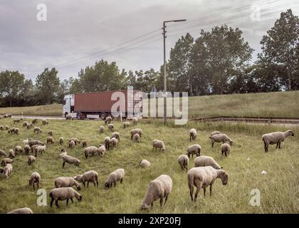 Une scène tranquille de moutons pâturant dans un champ verdoyant luxuriant avec un camion qui passe sur la route à Wilhelmsburg, Hambourg. Cette juxtaposition de la nature et de l’industrie met en lumière les thèmes ruraux et des transports. Banque D'Images