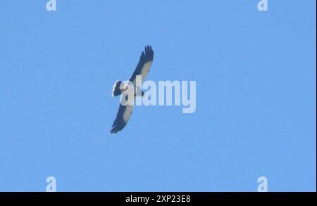 Montagne Caracara (Daptrius megalopterus) Aves Banque D'Images