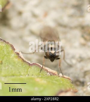 Mouches à frire (Chloropidae) Insecta Banque D'Images