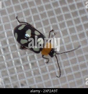 Insecte du coléoptère des puces (Omophoita cyanipennis) à huit taches Banque D'Images