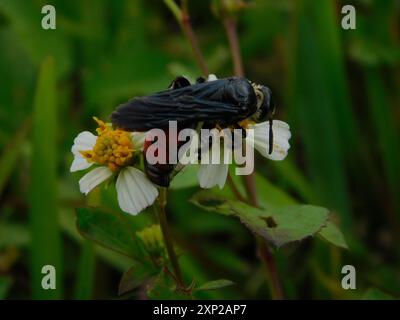 Guêpe scoliide des Caraïbes (Dielis dorsata) Insecta Banque D'Images