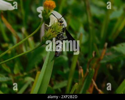 Guêpe scoliide des Caraïbes (Dielis dorsata) Insecta Banque D'Images