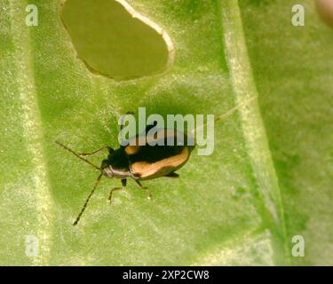 Insecte rayé du coléoptère des puces (Phyllotreta striolata) Banque D'Images