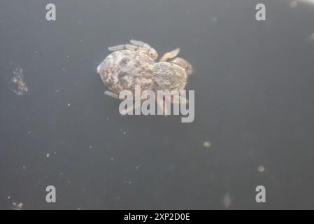 Araignée sauteuse de chêne (Ballus chalybeius) Arachnida Banque D'Images