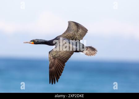 Oiseau en vol : Cap Cormorant volant (Phalacrocorax capensis) pris à Stony point dans le Cap occidental de l'Afrique du Sud Banque D'Images