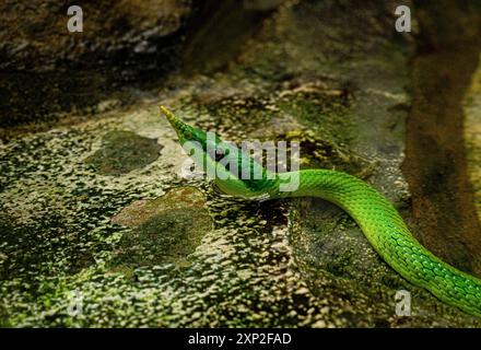 Serpent vietnamien à long nez (Gonyosoma boulengeri) sur une branche, captive, Allemagne. Banque D'Images