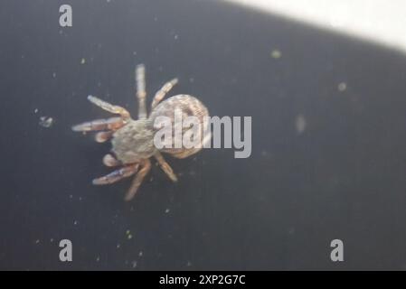 Araignée sauteuse de chêne (Ballus chalybeius) Arachnida Banque D'Images