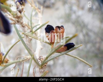 Indigobush (Psorothamnus schottii) Plantae de Schott Banque D'Images