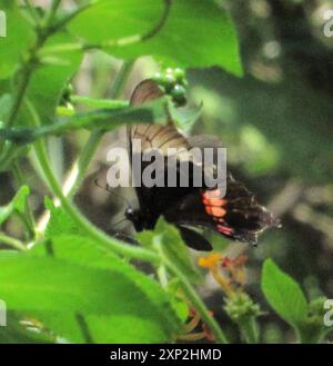 Ruby-spotting Swallowtail (Heraclides anchisiades) Insecta Banque D'Images