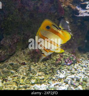 Le papillons cuivré (Chelmon rostratus), également connu sous le nom de poisson corallien à bec, se trouve dans les récifs des océans Pacifique et Indien. Banque D'Images