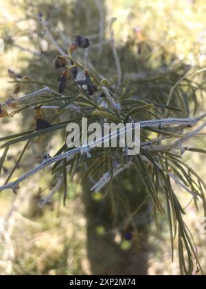 Indigobush (Psorothamnus schottii) Plantae de Schott Banque D'Images