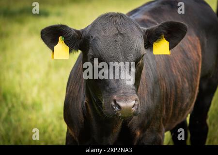 Black angus Bull photo de profil de veau été Banque D'Images