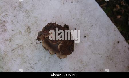 Champignons de la coupe de cèdre (Geopora sumneriana) Banque D'Images