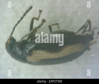 Insecte rayé du coléoptère des puces (Phyllotreta striolata) Banque D'Images