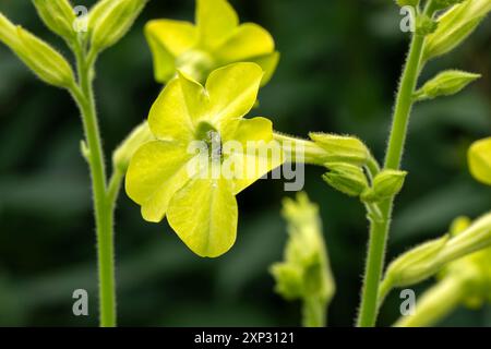 Nicotiana 'Lime Green' une plante à fleurs d'été avec une fleur d'été vert citron communément appelé plante de tabac, image de jardinage photo stock Banque D'Images