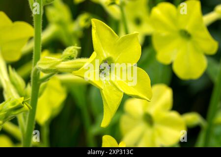 Nicotiana 'Lime Green' une plante à fleurs d'été avec une fleur d'été vert citron communément appelé plante de tabac, image de jardinage photo stock Banque D'Images